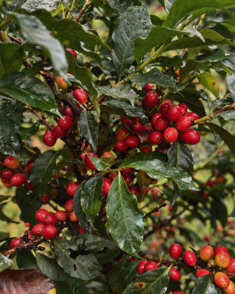 "Mae Chan" Honey Process Medium Roast Coffee  250g