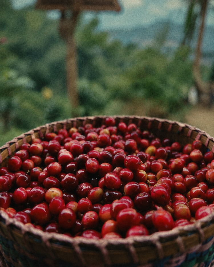 "Mae Chan" Honey Process Medium Roast Coffee  250g