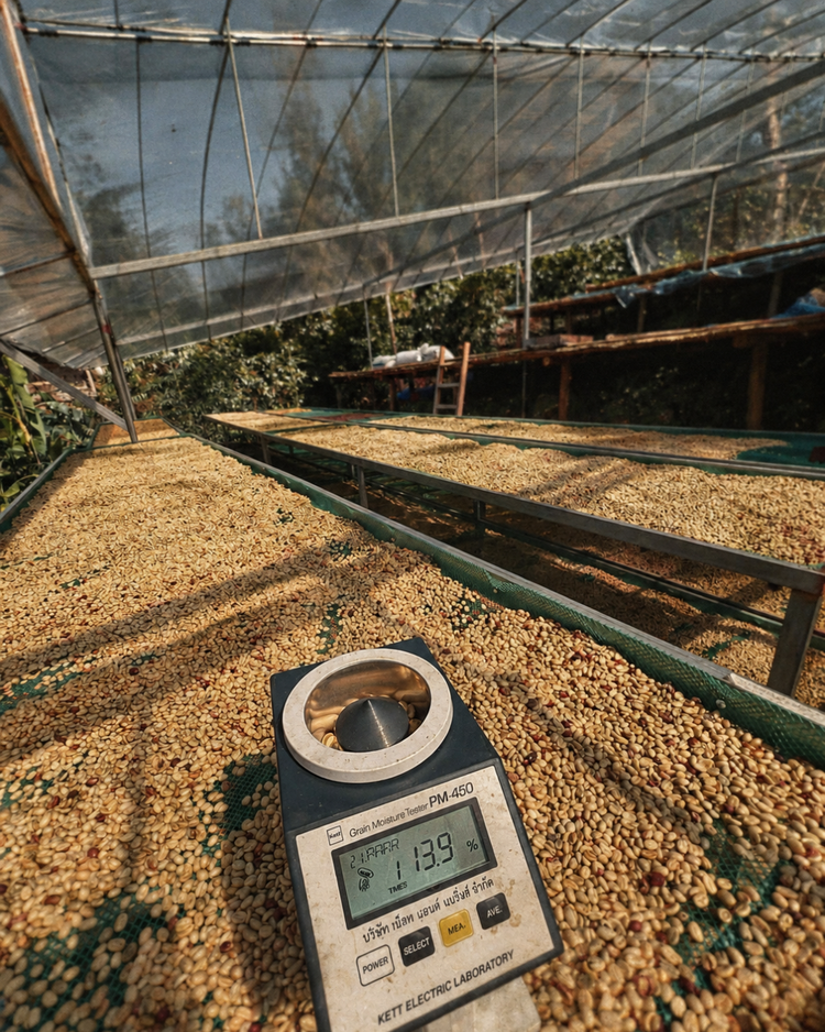 "Mae Chan" Honey Process Medium Roast Coffee  250g
